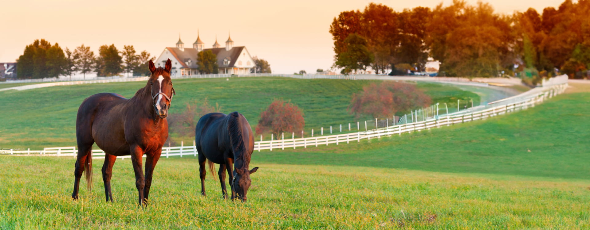 kentucky-farm-horses